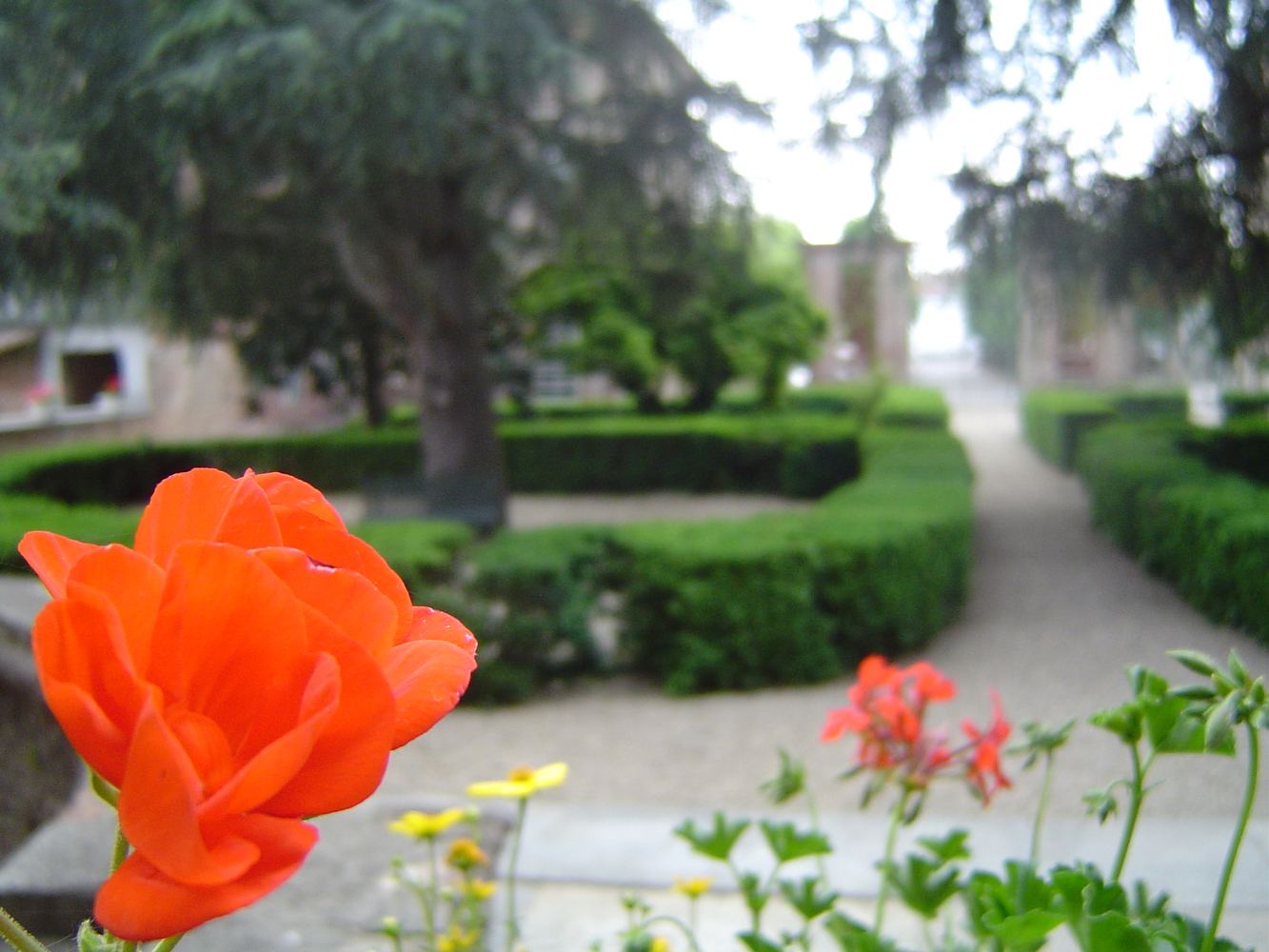 Giardino all'italiana con fiore arancione